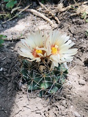 Coryphantha robustispina scheeri
