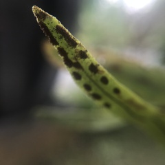 Pleopeltis macrocarpa