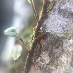 Pleopeltis macrocarpa