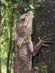 Lophosaurus spinipes