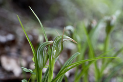 Pterostylis irsoniana