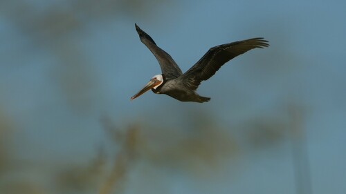 Brown Pelican photographed in Arizona