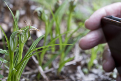 Pterostylis irsoniana
