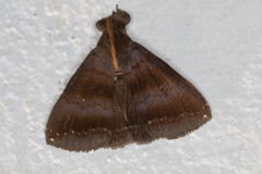 Rejectaria lysandria