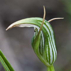 Pterostylis irsoniana