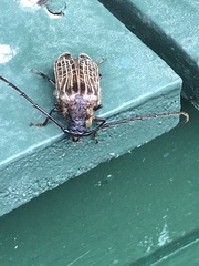 Prionoplus reticularis