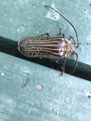 Prionoplus reticularis