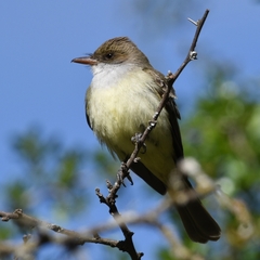 Myiarchus swainsoni