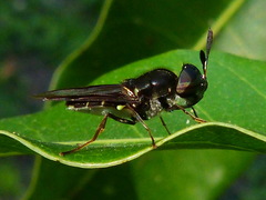 Hoplitimyia