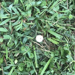 Conocybe apala albipes