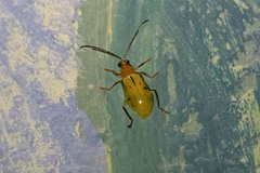 Diabroticina