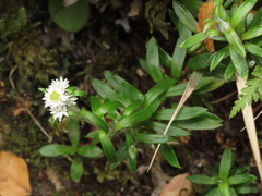 Anaphalioides trinervis