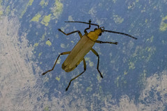 Chauliognathus cinguliventris