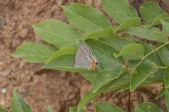 Satyrium grandis