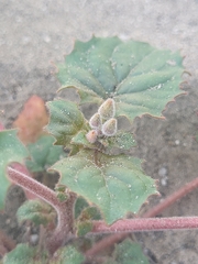 Chylismia