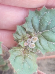 Chylismia