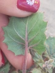 Chylismia