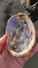 Haliotis kamtschatkana