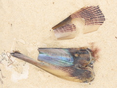 Atrina zelandica