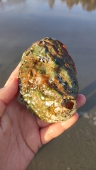 Haliotis kamtschatkana