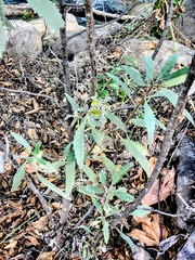 Eriodictyon crassifolium