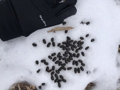 Odocoileus virginianus