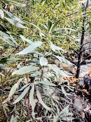 Eriodictyon crassifolium