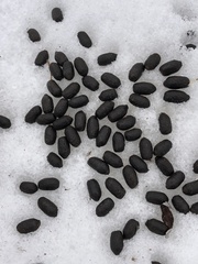 Odocoileus virginianus