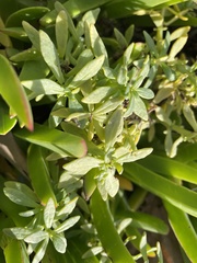 Heliotropium curassavicum