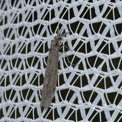 Triplectidinae