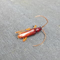 Astetholida lucida