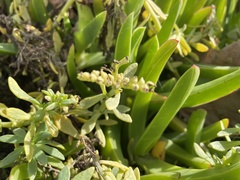 Heliotropium curassavicum