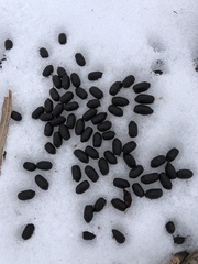 Odocoileus virginianus