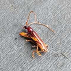Astetholida lucida