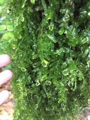 Hymenophyllaceae