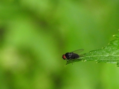 Lindneromyia dorsalis