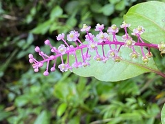 Phytolacca rivinoides image