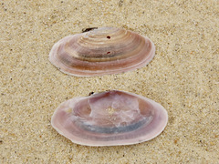 Gari lineolata