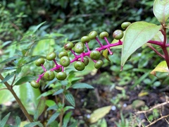 Phytolacca rivinoides