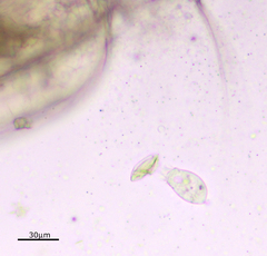 Sessilida