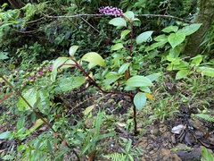 Phytolacca rivinoides