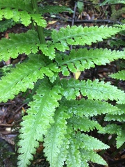 Asplenium bulbiferum