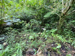 Phytolacca rivinoides