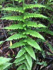 Asplenium bulbiferum