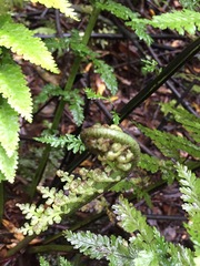 Asplenium bulbiferum