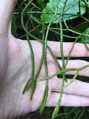 Phlegmariurus billardierei