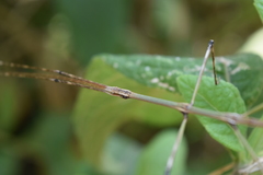 Pseudosermyle tridens