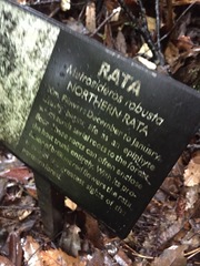 Metrosideros robusta