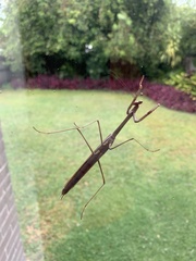 Archimantis