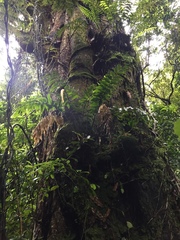 Metrosideros robusta